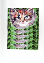 Carte Postale : Le Chat Farnaz